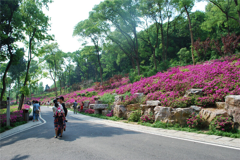 武汉东湖磨山景区赏杜鹃花