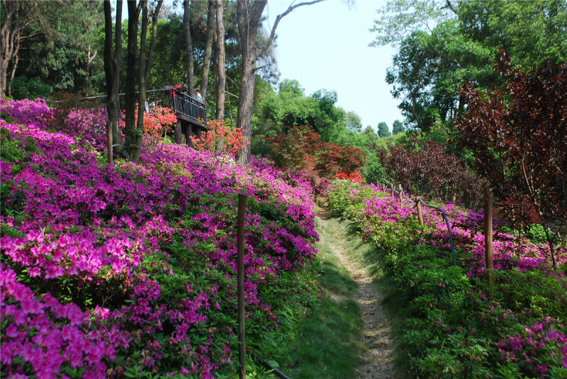 武汉东湖磨山景区赏杜鹃花