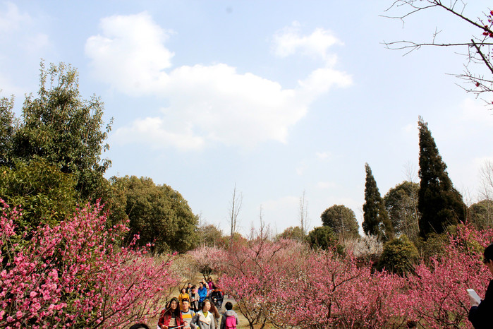 梅花山的的梅花栽培的时间可以追溯到1500年的时间.