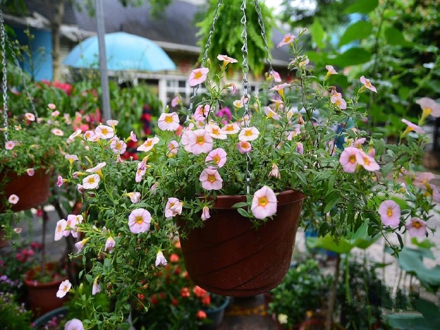 花卉小镇