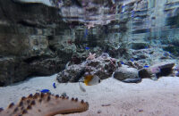 参观昆士兰水下世界 