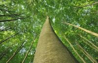 霍基蒂卡树顶步道