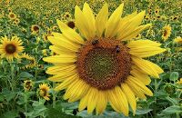 向日葵花田里凹造型