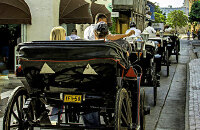 市内观光马车
