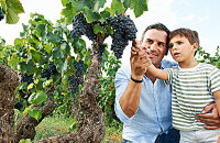 游览葡萄庄园