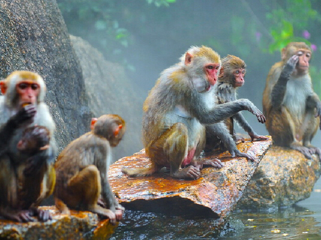 http:\/\/www.tuniu.com\/tour\/210098777