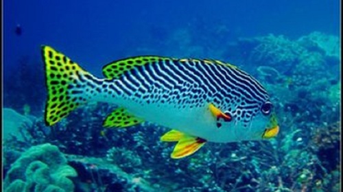 海洋生物图片