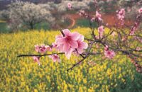 广汉保保节