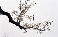 绵竹梨花节