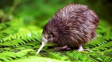 新西兰探索地热之城四日游 (奥克兰往返 不含住