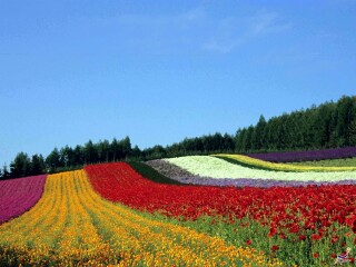 日本自由行旅游團(tuán)_日本旅游大約多少錢_日本10日游路線