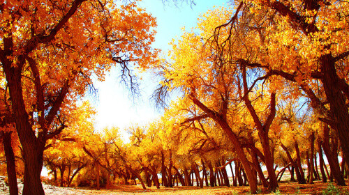 [国庆]<额济纳-胡杨林-嘉峪关-巴丹吉林-张掖丹霞双飞8日游