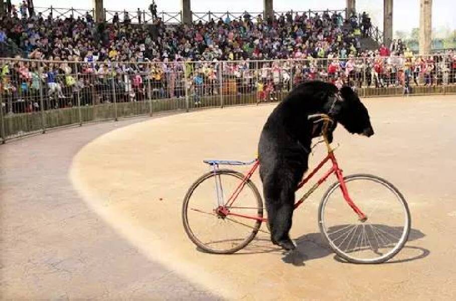 狗熊骑车