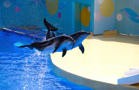 去皇家极地海洋世界看海豚表演