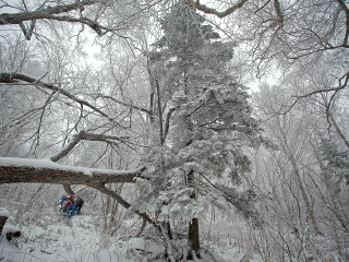 到亞布力雪鄉(xiāng)旅游報(bào)團(tuán)價(jià)格_現(xiàn)在到亞布力雪鄉(xiāng)旅游多少錢_亞布力雪鄉(xiāng)旅游要多少錢跟團(tuán)