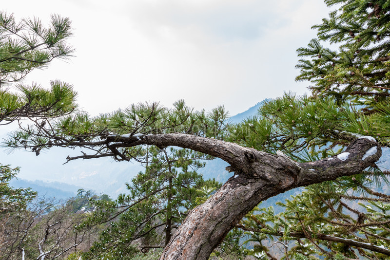 山上的松树跟黄山的松树类似,并不高大,但是