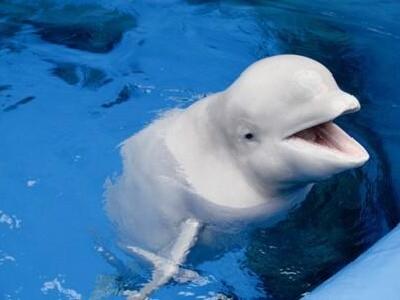 武汉海昌极地海洋世界好玩吗?(已解决)_游客点评_途牛