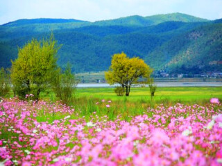 現(xiàn)在到云南麗江旅游多少錢_云南麗江半自由行_云南麗江旅游報團價格