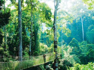 西雙版納八月份旅游_西雙版納報團旅游多少錢_西雙版納游 旅行團
