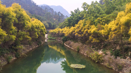  佛山三水九道谷禾雀花基地-黄金香柳-曼古园1日游>品