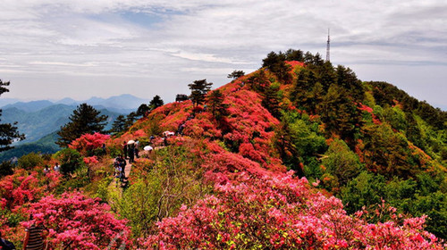 漫山遍野映山红