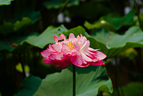 从芙蓉洞到重庆园博园怎么走_从芙蓉洞到重庆