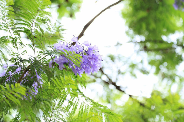 老昆明教你1天如何花天酒地玩昆明花楹篇