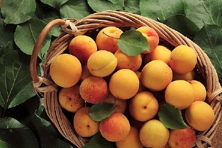 food_picture
