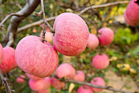 food_picture