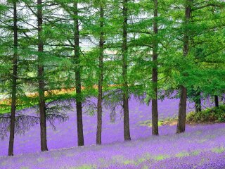 豪华北海道游_北海道游旅游团_北海道高端旅行