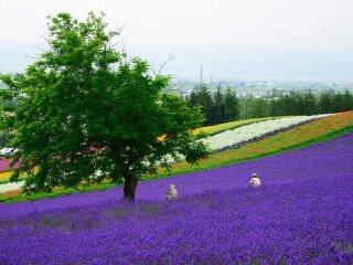 豪华北海道游_北海道游旅游团_北海道高端旅行