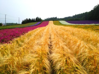豪华北海道游_北海道游旅游团_北海道高端旅行