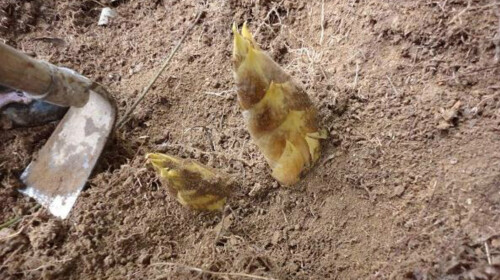 <古徽州-品尝农家杀猪饭-挖冬笋-黄山醉温泉汽车2日游>徽商大宅院，枧潭土楼__出发_途牛