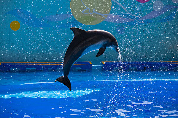 从黄埔古港景观区到广州海洋馆有多远_从黄埔