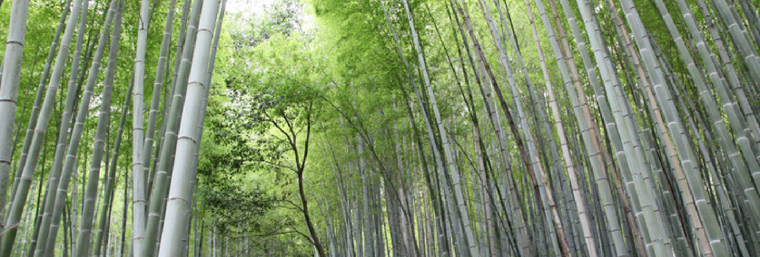 【2019】岚山岚山v攻略攻略_竹林竹林自助游攻射雕英雄传攻略页游图片