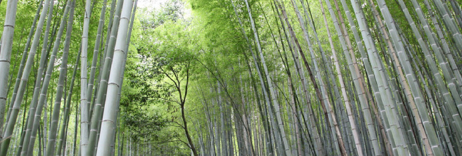 京都岚山竹林