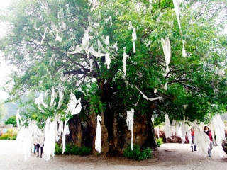豪华西藏旅游_到西藏的旅游费用_六日西藏游
