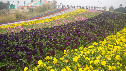 黄陂花海乐园1日游>花海乐园