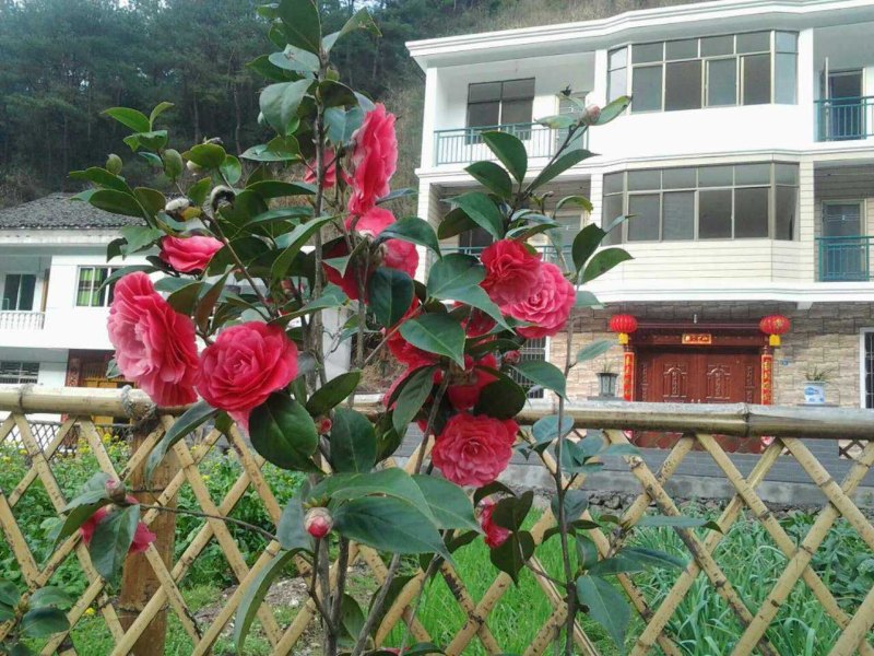 淳安乡居农家乐