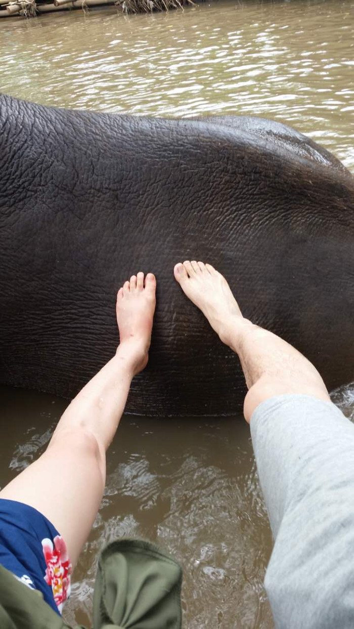 在大象的大屁股上留下两只脚印,哈哈