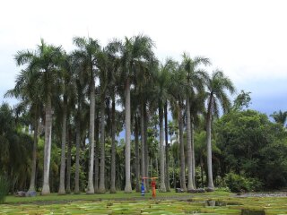 廣州云南西雙版納旅游團(tuán)_云南西雙版納最佳旅游路線_暑假云南西雙版納游價(jià)格