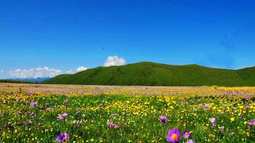 若尔盖花湖