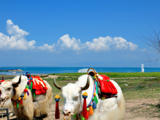 7月赴西藏旅游_西藏旅游签证办理_以往国庆西藏游价格