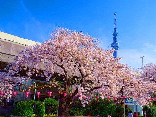 日本6日跟团游_日本旅游的价钱_日本旅游团报价