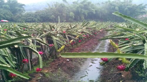 火龙果种植基地