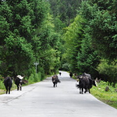 景点模块 