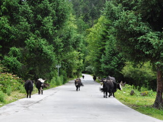 西藏旅游要多少錢2021_西藏游組團_西藏自由行旅游團