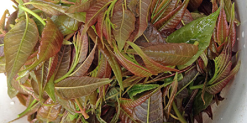 泸西香椿价格_专卖店_哪里买