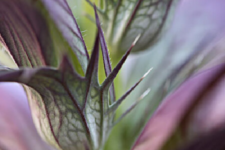 food_picture