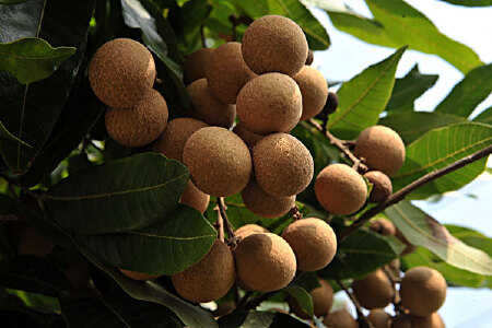 food_picture